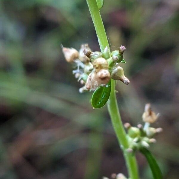 Gamochaeta purpurea 花