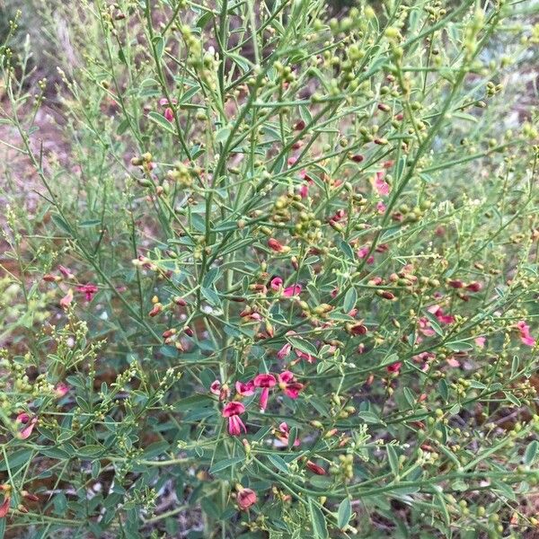 Alhagi maurorum Flors