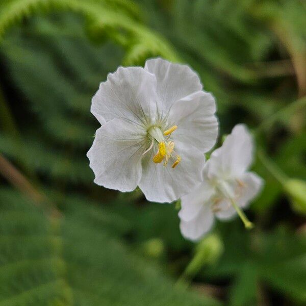 Geranium sylvaticum 花