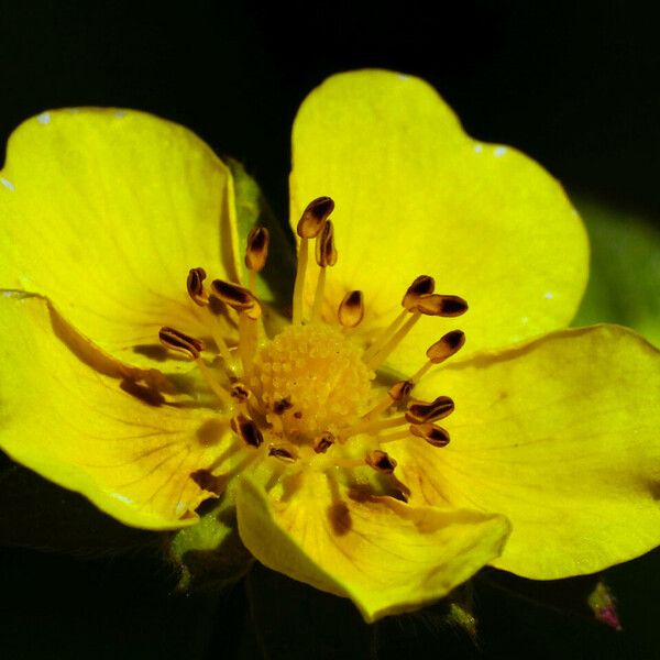 Potentilla grandiflora Flower