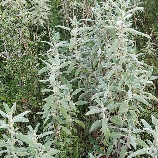 Phlomis purpurea Агульны выгляд