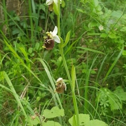 Ophrys holosericea Virág