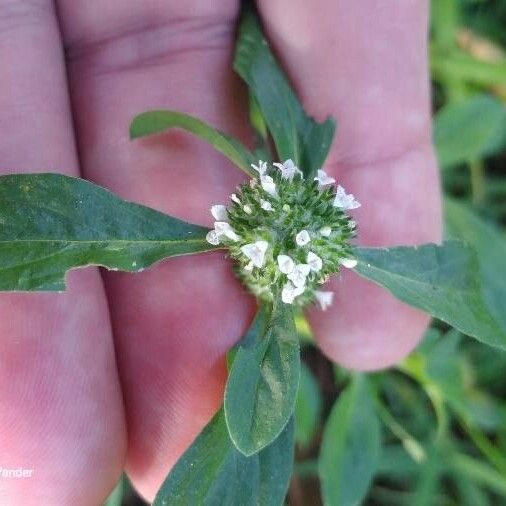 Mitracarpus hirtus Flor