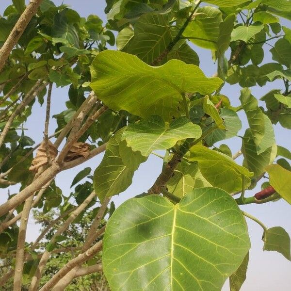 Ficus ingens Levél