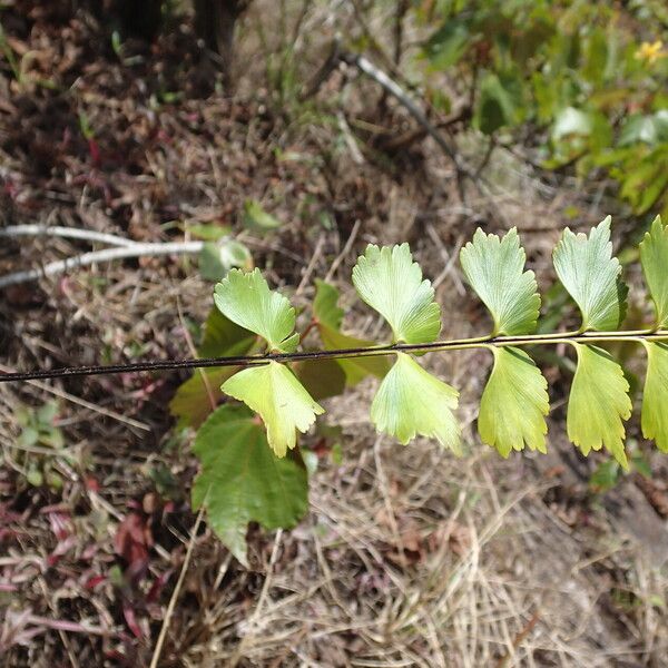 Asplenium stuhlmannii Folha