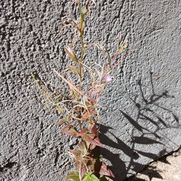 Epilobium montanum Hàbitat