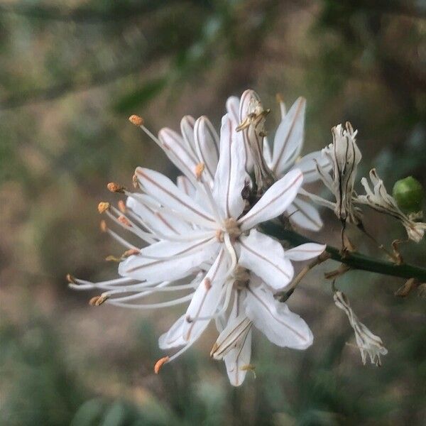 Asphodelus ramosus Fiore