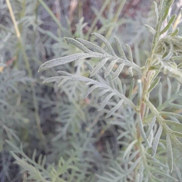 Achillea chamaemelifolia Лист