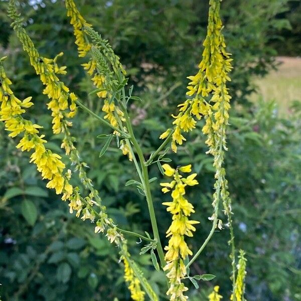 Melilotus officinalis പുഷ്പം