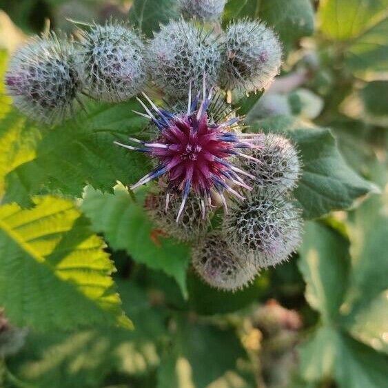 Arctium tomentosum Flower