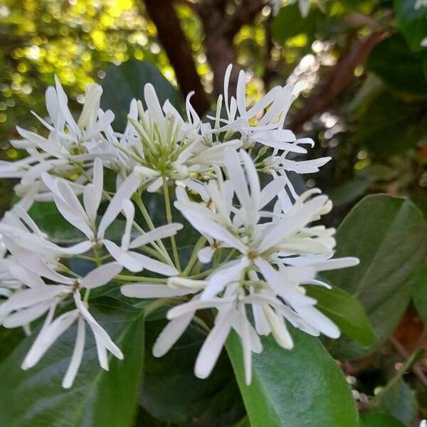 Chionanthus retusus പുഷ്പം