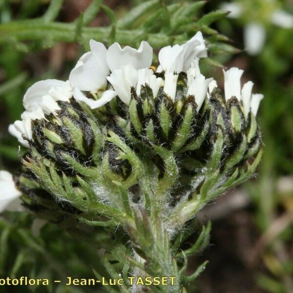 Achillea oxyloba Flor