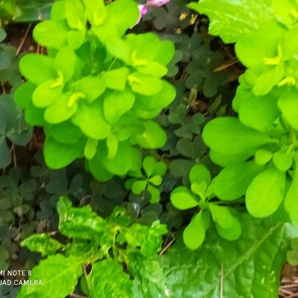 Euphorbia peplus Leaf