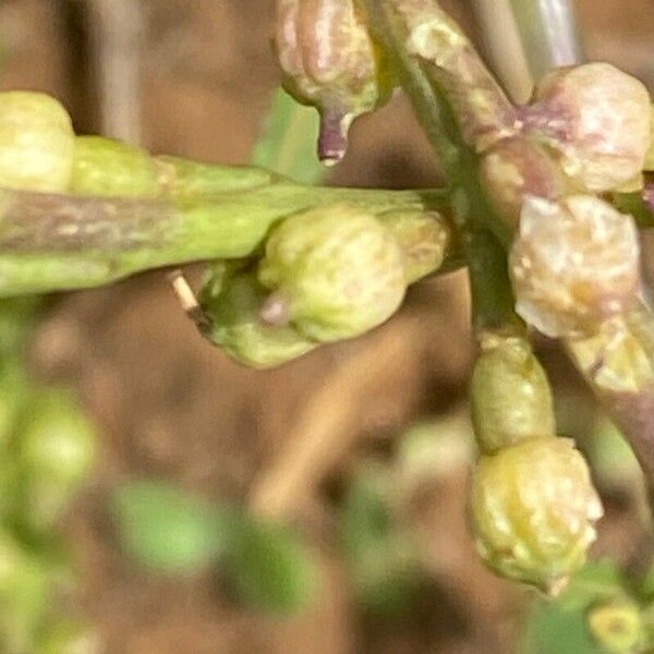 Rapistrum rugosum Frucht