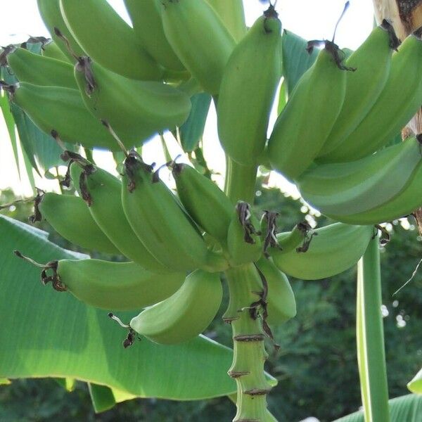 Musa × paradisiaca Fruit