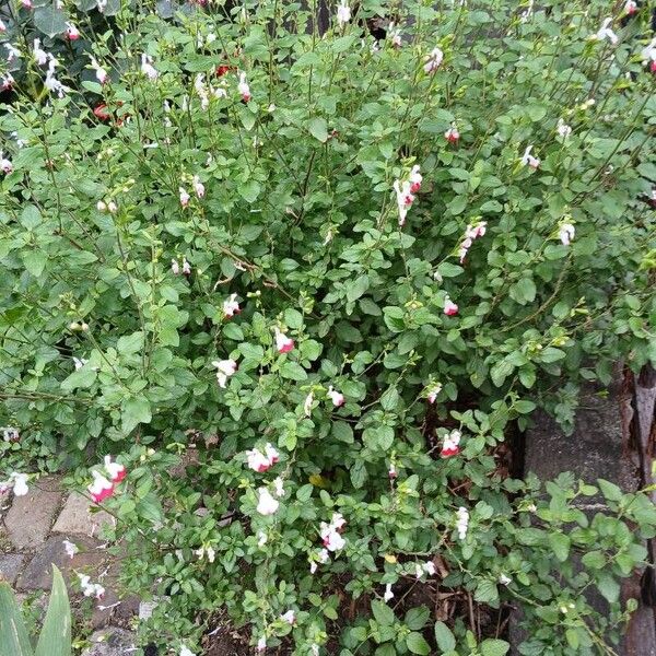 Salvia × jamensis Costuma