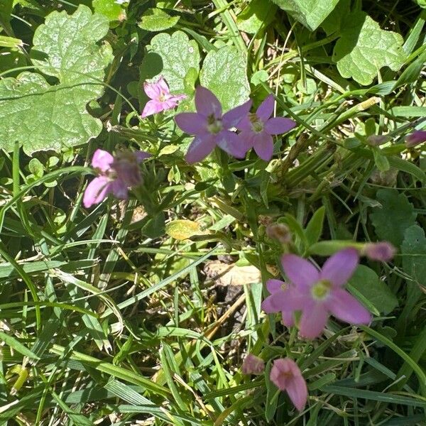 Centaurium littorale Flower