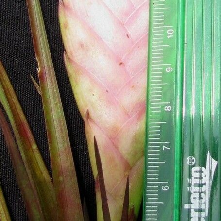Wallisia anceps Fruit