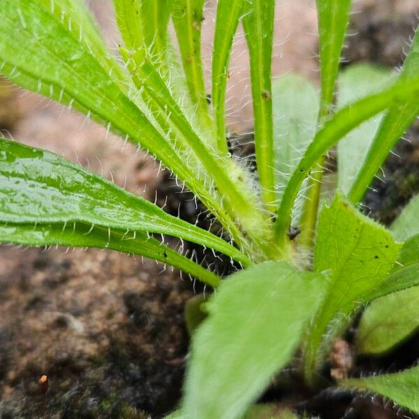 Erigeron canadensis Blad