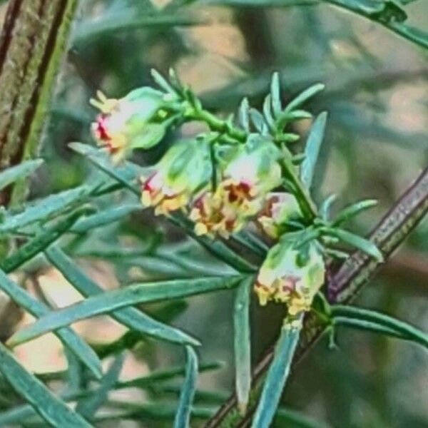 Artemisia scoparia Kvet