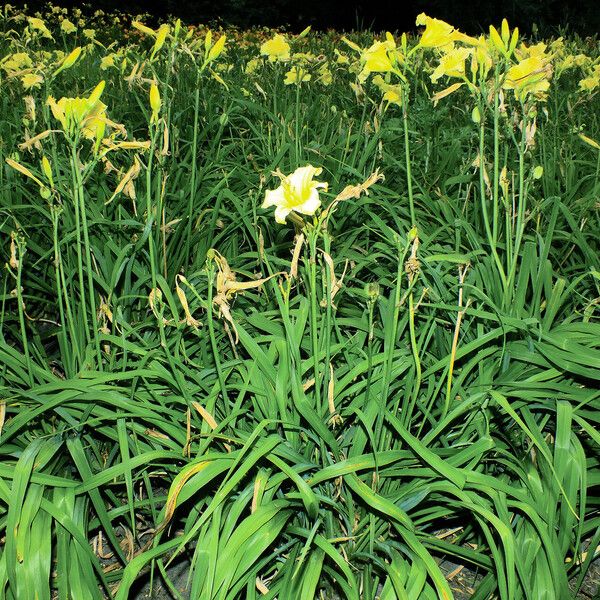 Hemerocallis lilioasphodelus Buveinė