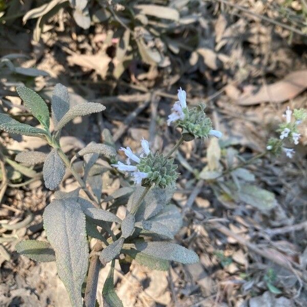 Salvia mellifera 花