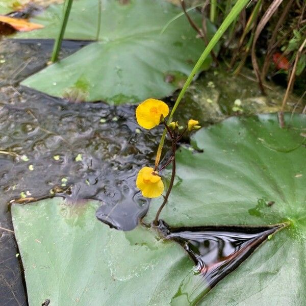 Utricularia vulgaris Õis