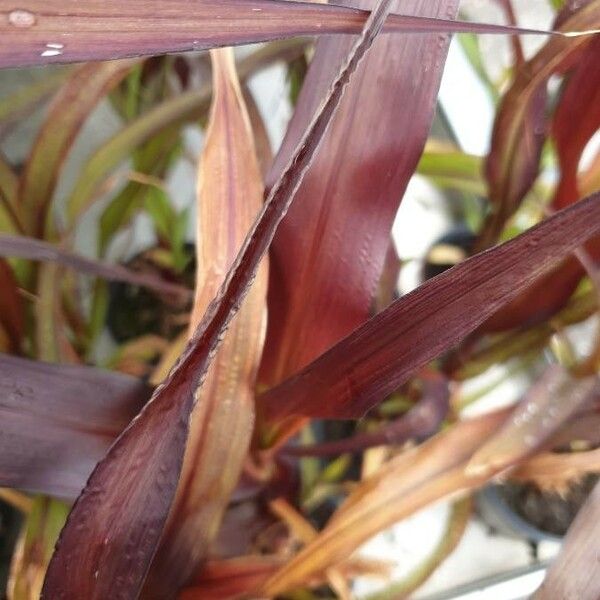 Cenchrus americanus Leaf