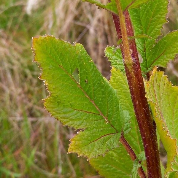 Rhamphospermum nigrum Folha