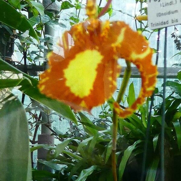 Psychopsis papilio Кветка