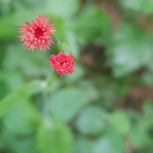 Emilia fosbergii Flower