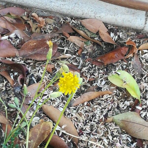 Crepis bursifolia Blomma