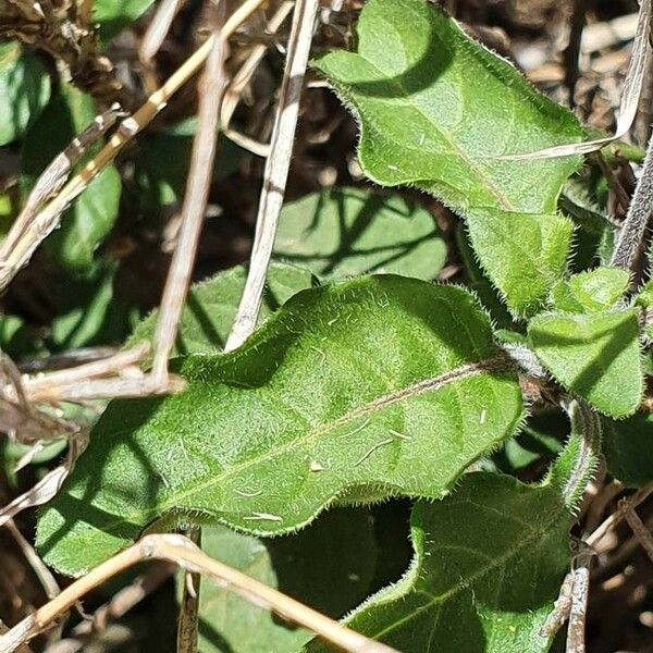 Crossandra massaica Blatt