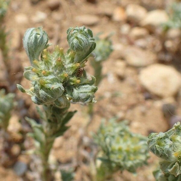 Filago pyramidata Hábitos