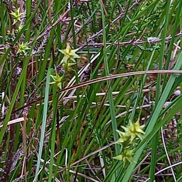 Carex echinata Flower