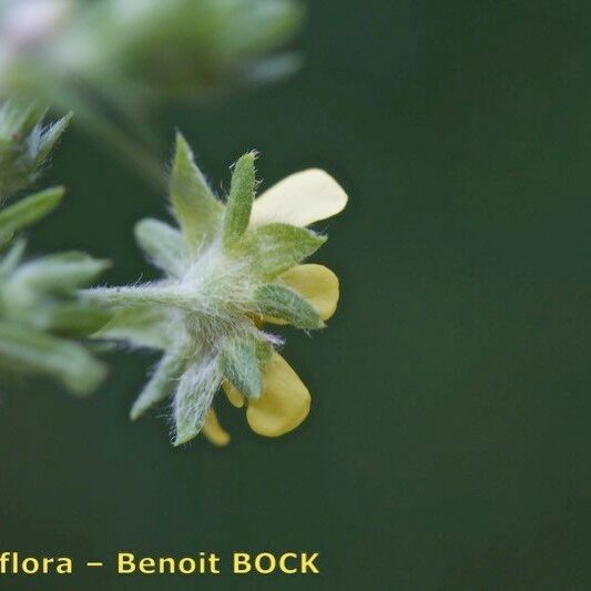 Potentilla intermedia Flower