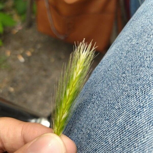 Hordeum murinum Leaf