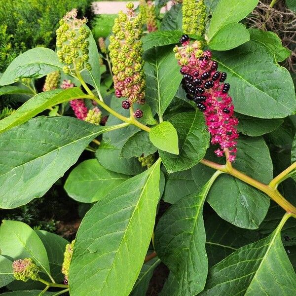 Phytolacca acinosa ᱵᱟᱦᱟ