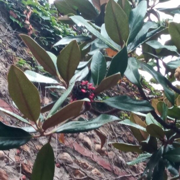 Magnolia grandiflora Flors