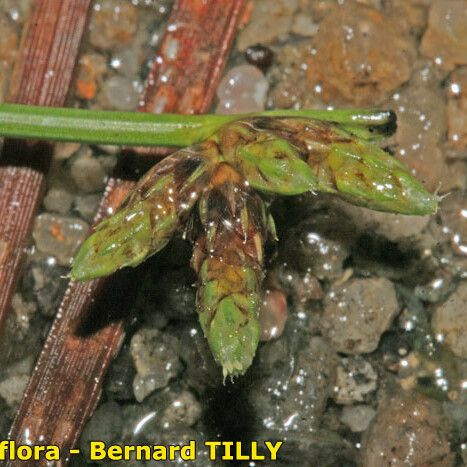 Schoenoplectiella supina Folha