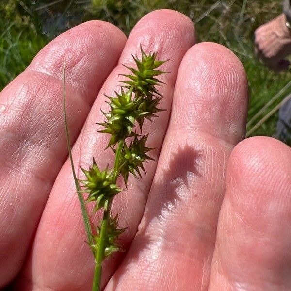 Carex echinata Virág