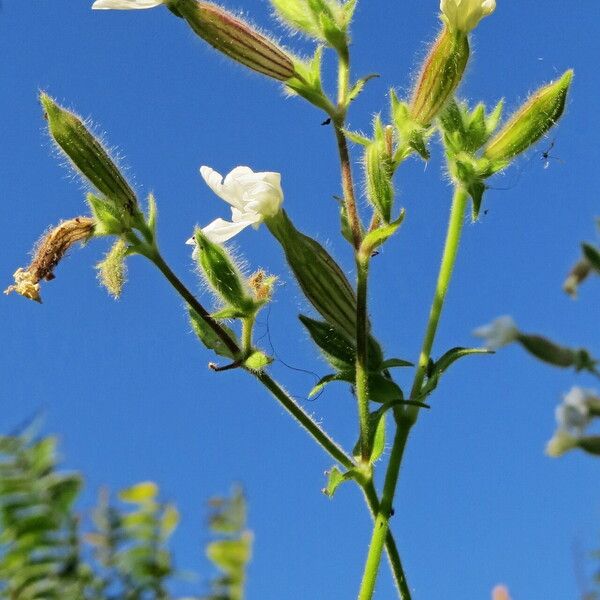 Silene dichotoma Blomma