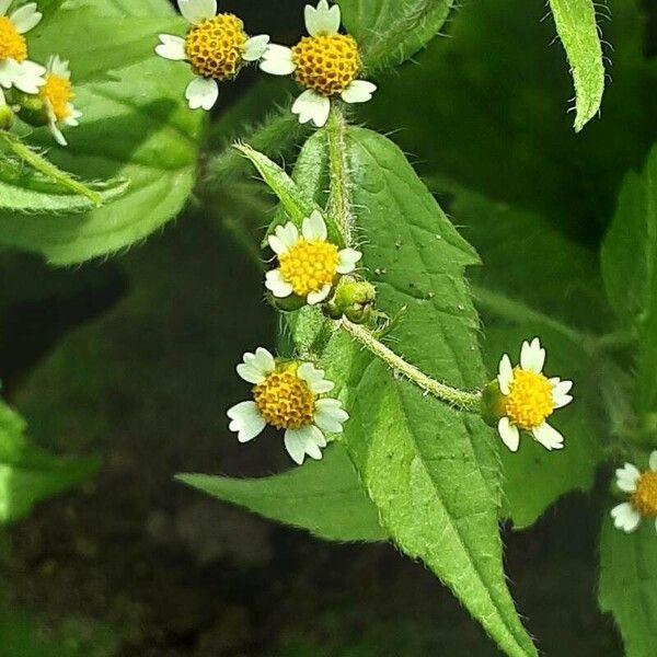 Galinsoga quadriradiata Flor