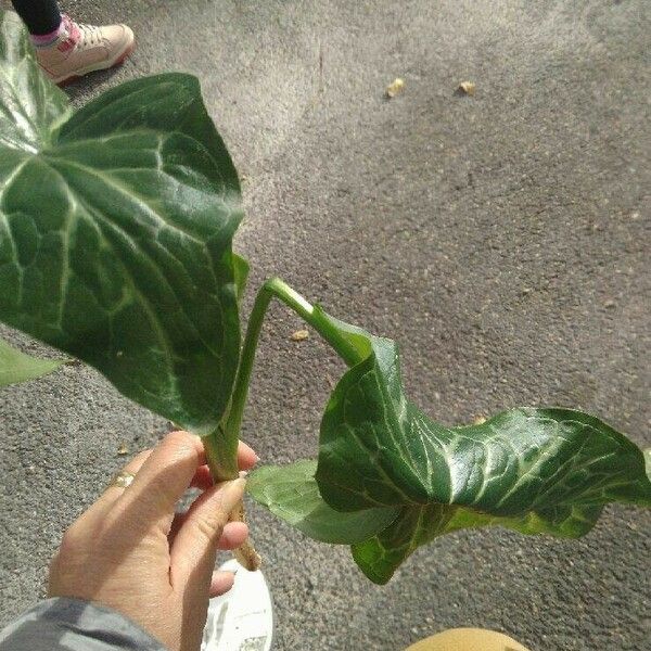 Arum italicum Blatt