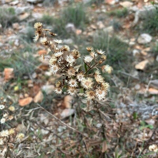 Dittrichia viscosa Fruit