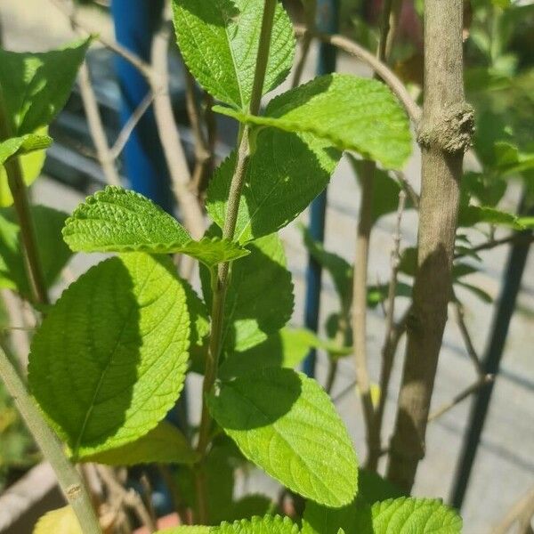 Lippia alba Leaf