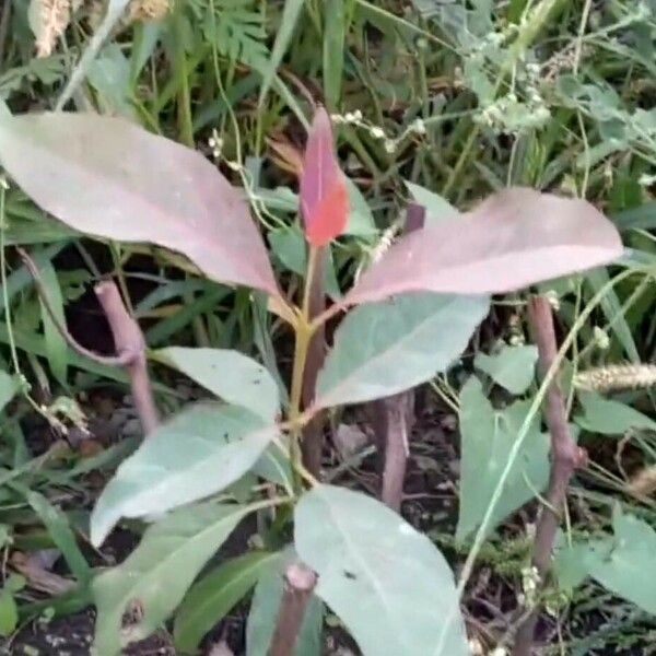 Eucalyptus deglupta Frunză