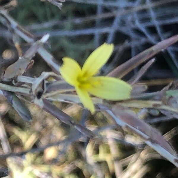 Lactuca saligna Flower