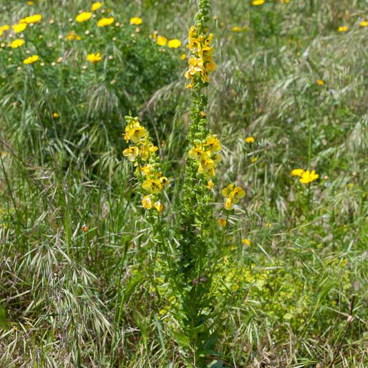 Verbascum creticum Habit