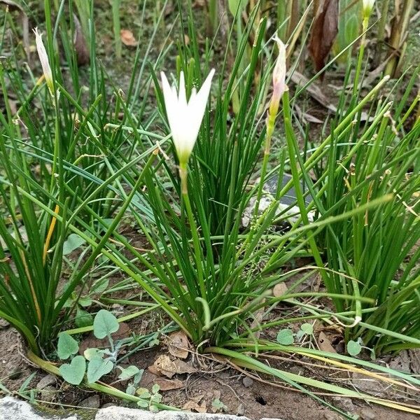 Zephyranthes candida Hoja